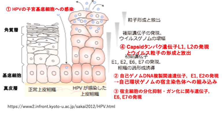 様々なウイルスの増殖様式と感染・発病メカニズム