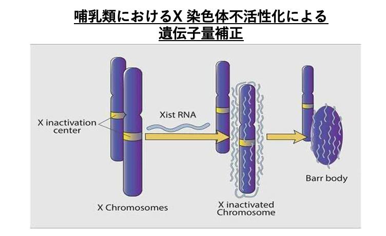 X 染色体不活性化による 遺伝子量補正